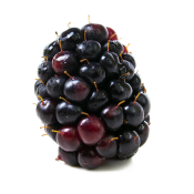 Obsidian Berries